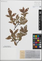 Foto von Salix glauca L.
